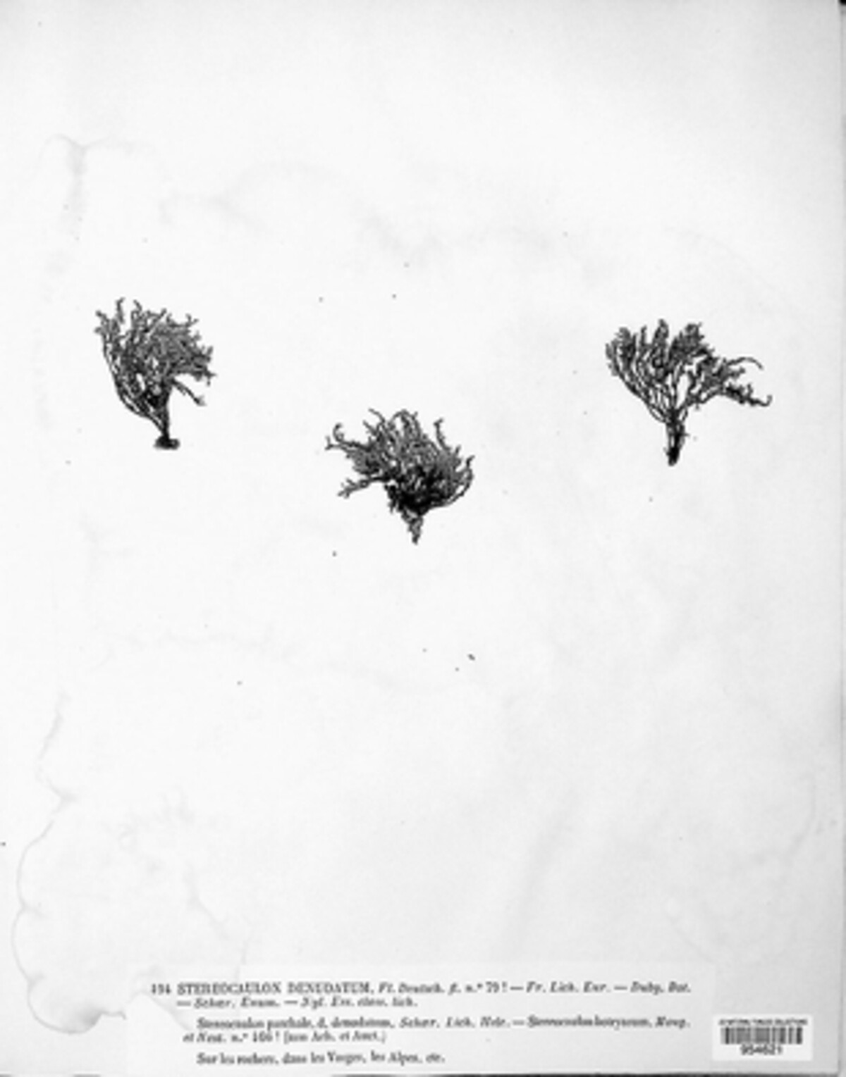 Stereocaulon vesuvianum image